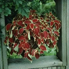 thumbnail for publication: Coleus x hybridus Coleus